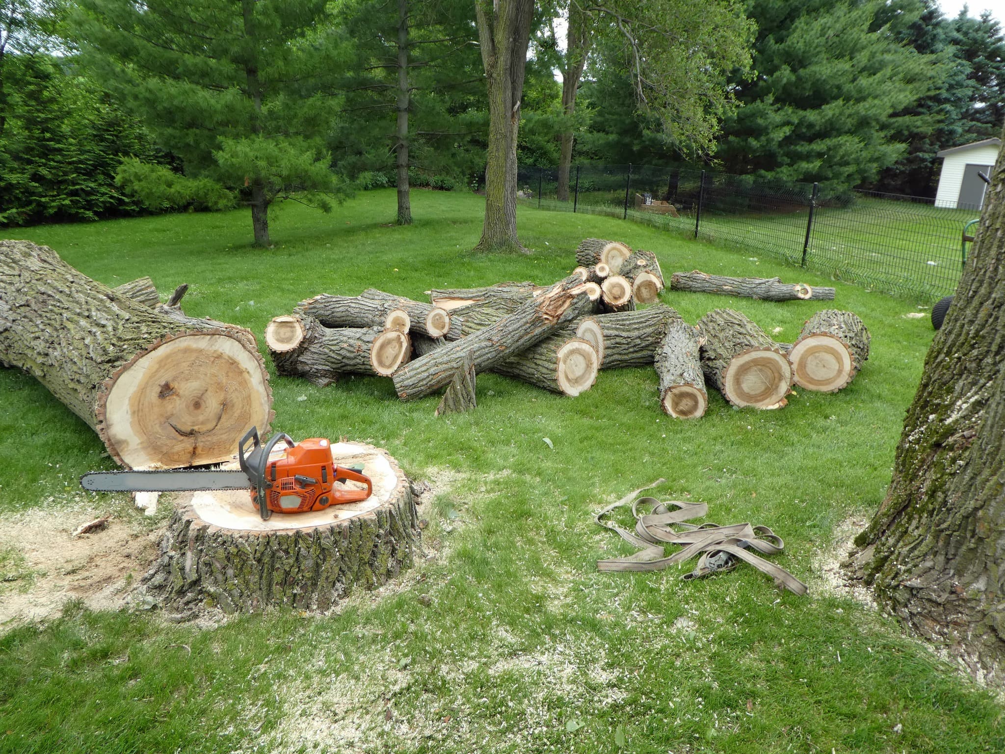 Tree Removal & Cleanup in Owatonna, MN