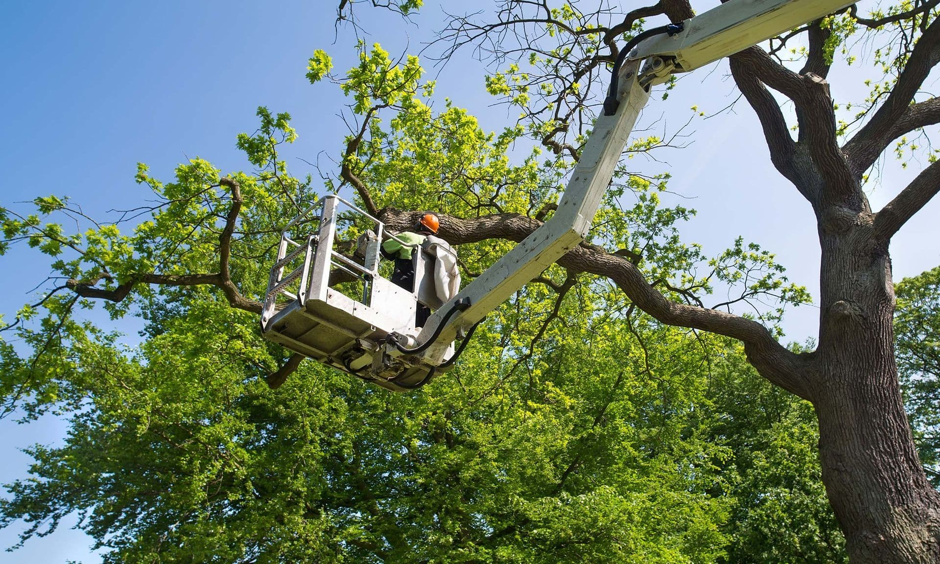 Mature Tree Pruning in Faribault, MN